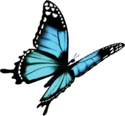 4x Robijn Klein & Krachtig Wasmiddel Black Velvet 1,19 Liter -Beste Woninginrichting Winkel 1200x1118